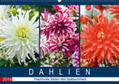 Meyer |  Dahlien - Prachtvolle Blüten des Spätsommers (Wandkalender 2019 DIN A2 quer) | Sonstiges |  Sack Fachmedien