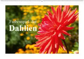 Busch |  Farbenspiel der Dahlien (Wandkalender 2019 DIN A2 quer) | Sonstiges |  Sack Fachmedien