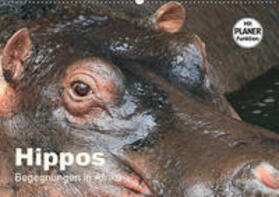 Herzog | Hippos - Begegnungen in Afrika (Wandkalender 2019 DIN A2 quer) | Sonstiges | 978-3-670-27369-1 | sack.de