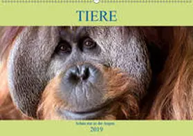Joecks |  Tiere Schau mir in die Augen (Wandkalender 2019 DIN A2 quer) | Sonstiges |  Sack Fachmedien