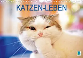 Calvendo / CALVENDO |  Katzen-Leben: Lustiger Haustiger (Wandkalender 2019 DIN A4 quer) | Sonstiges |  Sack Fachmedien