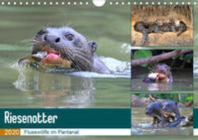 und Yvonne Herzog / Herzog | Riesenotter - Flusswölfe im Pantanal (Wandkalender 2020 DIN A4 quer) | Sonstiges | 978-3-670-31666-4 | sack.de