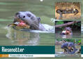 und Yvonne Herzog / Herzog |  Riesenotter - Flusswölfe im Pantanal (Wandkalender 2020 DIN A2 quer) | Sonstiges |  Sack Fachmedien