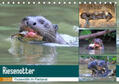 und Yvonne Herzog / Herzog |  Riesenotter - Flusswölfe im Pantanal (Tischkalender 2020 DIN A5 quer) | Sonstiges |  Sack Fachmedien