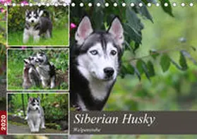 Mielewczyk |  Siberian Husky - Welpenstube (Tischkalender 2020 DIN A5 quer) | Sonstiges |  Sack Fachmedien
