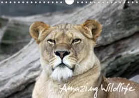 Hebbel-Seeger |  Amazing Wildlife (Wandkalender 2020 DIN A4 quer) | Sonstiges |  Sack Fachmedien
