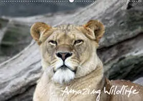 Hebbel-Seeger |  Amazing Wildlife (Wandkalender 2020 DIN A2 quer) | Sonstiges |  Sack Fachmedien