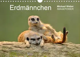 Weber |  Erdmännchen - Tierkinder (Wandkalender 2020 DIN A4 quer) | Sonstiges |  Sack Fachmedien