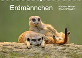 Weber |  Erdmännchen - Tierkinder (Wandkalender 2020 DIN A2 quer) | Sonstiges |  Sack Fachmedien