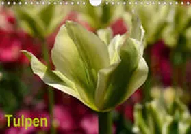 Haas | Tulpen (Wandkalender 2020 DIN A4 quer) | Sonstiges | 978-3-670-36933-2 | www.sack.de