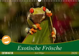 Hilger |  Exotische Frösche (Wandkalender 2020 DIN A3 quer) | Sonstiges |  Sack Fachmedien