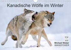 Weber | Kanadische Wölfe im Winter (Wandkalender 2020 DIN A4 quer) | Sonstiges | 978-3-670-40152-0 | www.sack.de