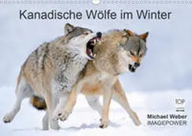 Weber |  Kanadische Wölfe im Winter (Wandkalender 2020 DIN A3 quer) | Sonstiges |  Sack Fachmedien