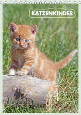 Mielewczyk |  Katzenkinder (Tischkalender 2020 DIN A5 hoch) | Sonstiges |  Sack Fachmedien