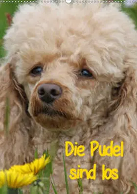 Lindert-Rottke |  Die Pudel sind los (Wandkalender 2020 DIN A2 hoch) | Sonstiges |  Sack Fachmedien