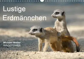 Weber |  Lustige Erdmännchen (Wandkalender 2020 DIN A3 quer) | Sonstiges |  Sack Fachmedien