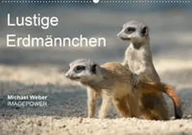 Weber | Lustige Erdmännchen (Wandkalender 2020 DIN A2 quer) | Sonstiges | 978-3-670-42528-1 | www.sack.de
