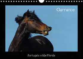 Lampert |  Garranos (Wandkalender 2020 DIN A4 quer) | Sonstiges |  Sack Fachmedien
