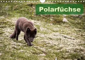Gimpel |  Polarfüchse (Wandkalender 2020 DIN A4 quer) | Sonstiges |  Sack Fachmedien