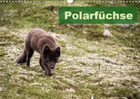 Gimpel | Polarfüchse (Wandkalender 2020 DIN A3 quer) | Sonstiges | 978-3-670-43830-4 | www.sack.de
