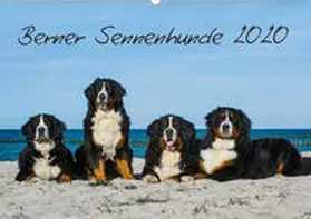Starick |  Berner Sennenhund 2020 (Wandkalender 2020 DIN A2 quer) | Sonstiges |  Sack Fachmedien