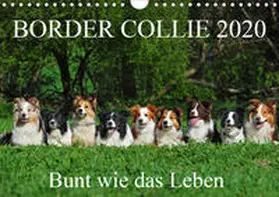 Starick |  Border Collie 2020 (Wandkalender 2020 DIN A4 quer) | Sonstiges |  Sack Fachmedien