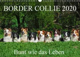 Starick |  Border Collie 2020 (Wandkalender 2020 DIN A3 quer) | Sonstiges |  Sack Fachmedien