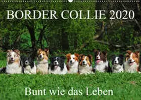 Starick |  Border Collie 2020 (Wandkalender 2020 DIN A2 quer) | Sonstiges |  Sack Fachmedien