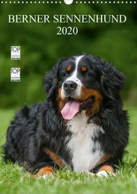 Starick |  Berner Sennenhund 2020 (Wandkalender 2020 DIN A3 hoch) | Sonstiges |  Sack Fachmedien