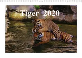 Hennig |  Tiger  2020 (Wandkalender 2020 DIN A3 quer) | Sonstiges |  Sack Fachmedien