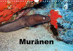 Eberschulz |  Muränen (Wandkalender 2020 DIN A4 quer) | Sonstiges |  Sack Fachmedien