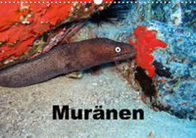 Eberschulz |  Muränen (Wandkalender 2020 DIN A3 quer) | Sonstiges |  Sack Fachmedien