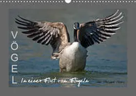 Henry |  VÖGEL (Wandkalender 2020 DIN A3 quer) | Sonstiges |  Sack Fachmedien