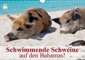 Stanzer |  Schwimmende Schweine auf den Bahamas! (Wandkalender 2020 DIN A4 quer) | Sonstiges |  Sack Fachmedien