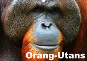 Stanzer | Orang-Utans (Wandkalender 2020 DIN A3 quer) | Sonstiges | 978-3-670-50116-9 | www.sack.de