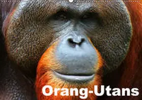 Stanzer |  Orang-Utans (Wandkalender 2020 DIN A2 quer) | Sonstiges |  Sack Fachmedien