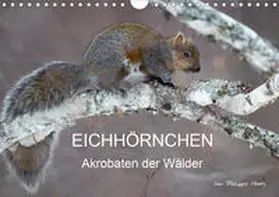 Henry |  EICHHÖRNCHEN (Wandkalender 2020 DIN A4 quer) | Sonstiges |  Sack Fachmedien