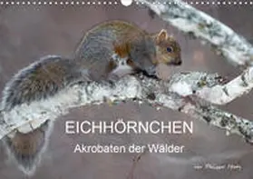 Henry |  EICHHÖRNCHEN (Wandkalender 2020 DIN A3 quer) | Sonstiges |  Sack Fachmedien