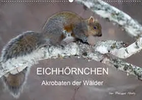 Henry |  EICHHÖRNCHEN (Wandkalender 2020 DIN A2 quer) | Sonstiges |  Sack Fachmedien