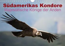 Bob |  Südamerikas Kondore - Majestätische Könige der Anden (Wandkalender 2020 DIN A4 quer) | Sonstiges |  Sack Fachmedien