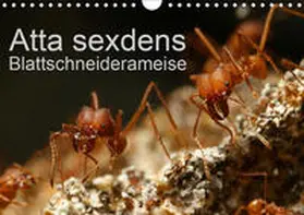 Störmer |  Atta sexdens - Blattschneiderameise (Wandkalender 2020 DIN A4 quer) | Sonstiges |  Sack Fachmedien