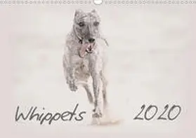 Redecker |  Whippet 2020 (Wandkalender 2020 DIN A3 quer) | Sonstiges |  Sack Fachmedien