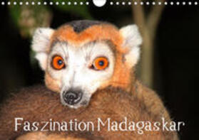 Raab | Faszination Madagaskar (Wandkalender 2020 DIN A4 quer) | Sonstiges | 978-3-670-53724-3 | sack.de