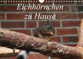 Peitz |  Eichhörnchen zu Hause (Wandkalender 2020 DIN A4 quer) | Sonstiges |  Sack Fachmedien