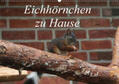 Peitz |  Eichhörnchen zu Hause (Wandkalender 2020 DIN A2 quer) | Sonstiges |  Sack Fachmedien
