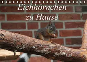 Peitz |  Eichhörnchen zu Hause (Tischkalender 2020 DIN A5 quer) | Sonstiges |  Sack Fachmedien