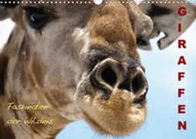 Haase |  Giraffen - Faszination der Wildnis (Wandkalender 2020 DIN A3 quer) | Sonstiges |  Sack Fachmedien