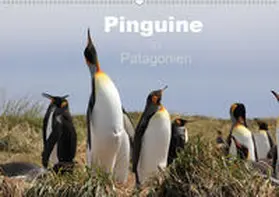 Köhler / Göb |  Pinguine in Patagonien (Wandkalender 2020 DIN A2 quer) | Sonstiges |  Sack Fachmedien