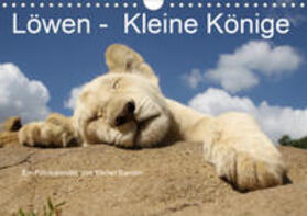 Sander | Löwen - Kleine Könige (Wandkalender 2020 DIN A4 quer) | Sonstiges | 978-3-670-56187-3 | sack.de