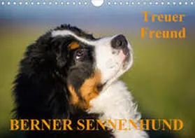Starick |  Treuer Freund Berner Sennenhund (Wandkalender 2020 DIN A4 quer) | Sonstiges |  Sack Fachmedien